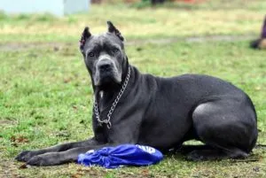 Cum de a preda echipa de câine (sau catelus) pentru a stabili video de instruire