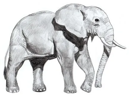 Cum să atragă elefant, elefant etape creion de desen (elefant) Cum de a desena un elefant, elefant desen etape creion