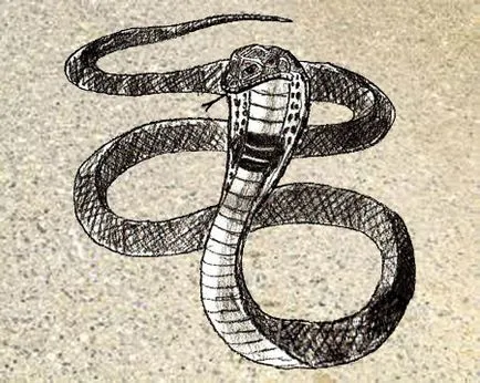 Cum de a desena un șarpe, o cobra etape de desen creion