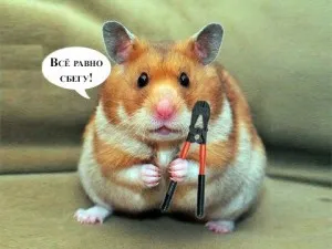 Cum de a găsi și de a prinde un hamster evadat (scăpat) Cum de a găsi și de a prinde un hamster evadat