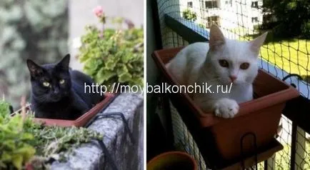 Cum de a asigura siguranța de pisica pe balcon