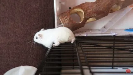 Cum de a găsi hamster în apartament