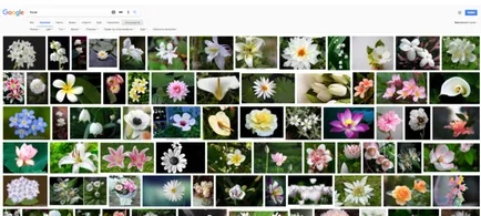 Cum de a determina numele plantei pe fotografii printr-un Internet sau program (plante de interior) Cum de a determina numele plantei dintr-o fotografie sau printr-un program de pe Internet