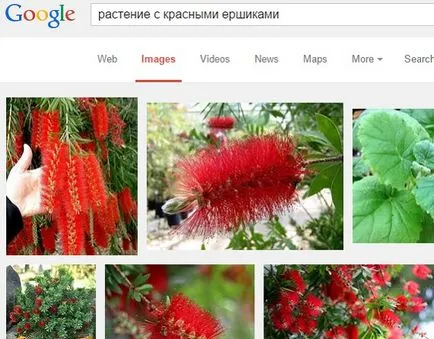 Cum de a determina numele unei plante sau flori, ajuta reciproc (ajutor) Cum de a determina numele unei plante sau flori, ajuta reciproc