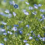 Cum de a distinge naturale din țesături sintetice (permite contracția este comprimat) Cum de a distinge naturale din țesături sintetice