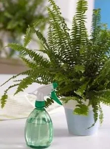 Cum se pulveriza normele de îngrijire a plantelor, toate florile (plante) Cum se pulveriza plantele sunt regulile de ingrijire, toate culorile