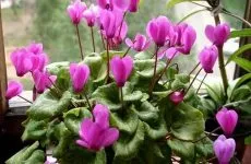 Cum se pulveriza normele de îngrijire a plantelor, toate florile (plante) Cum se pulveriza plantele sunt regulile de ingrijire, toate culorile