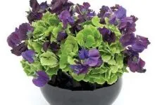 Cum se pulveriza normele de îngrijire a plantelor, toate culorile (pulverizati plantele) Cum se pulveriza plantele sunt regulile de ingrijire, toate culorile
