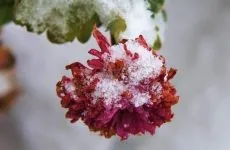 Cum se pulveriza normele de îngrijire a plantelor, toate florile (plante) Cum se pulveriza plantele sunt regulile de ingrijire, toate culorile