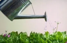 Cum se pulveriza normele de îngrijire a plantelor, toate culorile (spray) Cum se pulveriza plantele sunt regulile de ingrijire, toate culorile