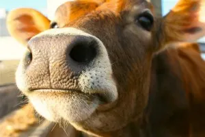 Ca vițel îngrășare până la 700 kg