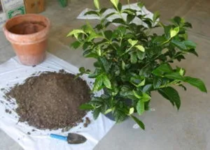 Cum să transplant Gardenia într-o oală după cumpărare