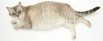Care este durata sarcinii la pisici 1 (pisici) Care este durata sarcinii la pisici 1