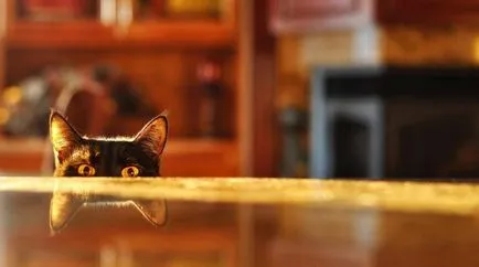Cum se intarca pisica urca pe mesele pot sa inlocuiesti urca pisica pe mese (înțărcați) Cum se intarca pisica urca pe mesele pot sa inlocuiesti urca pisica pe mese