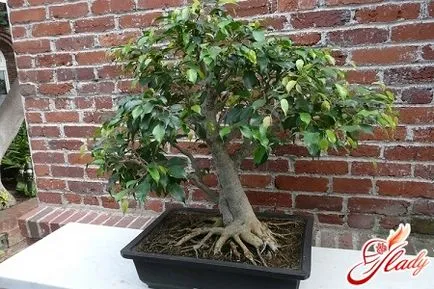 Ca lecții de ficus transplantate cultivator acasă (transplant Ficus iarna corect) Ca lecții de ficus transplantate cultivator acasă