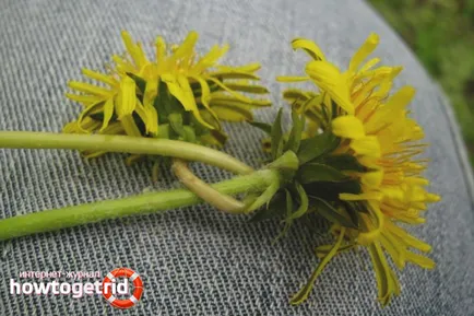 Cum să se spele petele și urmele de păpădie (Taraxacum) Cum să se spele petele și urmele de păpădii