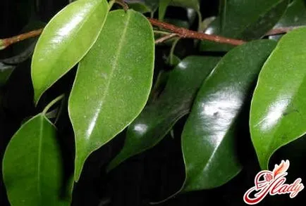 Ca lecții de ficus transplantate cultivator acasă (Ficus) Ca lecții de ficus transplantate cultivator acasă