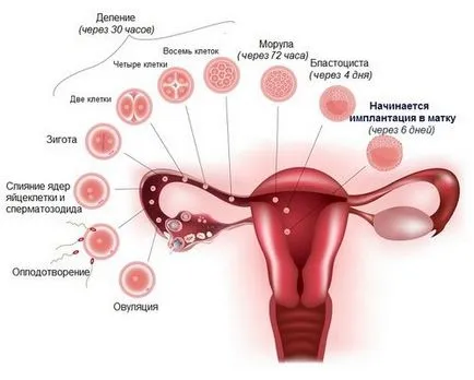 Ce zi după concepție este atașat embrionul, Conception (atașat) Ce o zi după concepție embrionul este atașat, concepție