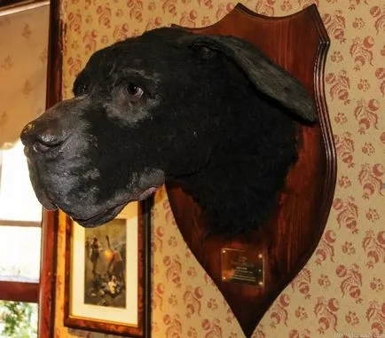 Ce rasa a fost câinele Baskervilles
