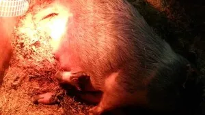 Cum să se pregătească, determina momentul fătării și să ia naștere la porci