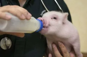 Cum să se pregătească, determina momentul fătării și să ia naștere la porci