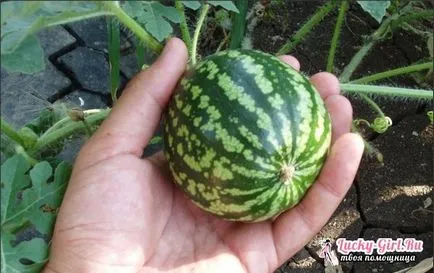 Cum la apă caracteristici pepeni și reguli de irigare (pepene galben) Cum la apă caracteristici pepeni și reguli de irigare