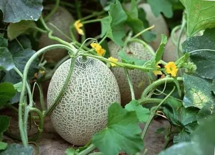 Cum la apă pepene galben în câmp deschis, grădinar