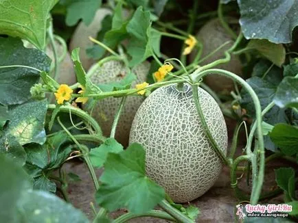 Cum la apă caracteristici pepeni și reguli de irigare (pepene galben) Cum la apă caracteristici pepeni și reguli de irigare