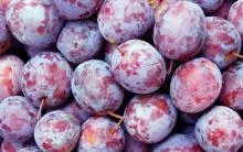Cum de a planta o prună - cultivarea de prune, de îngrijire de prune (prune) Cum de a planta o prună - în creștere de prune, de îngrijire de prune