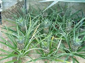 Cum să planteze și să crească un ananas la regulile de origine de cultivare și de îngrijire, metode de ameliorare (norme) Cum să planteze și să crească un ananas la regulile de origine de cultivare și de îngrijire, metode de reproducere