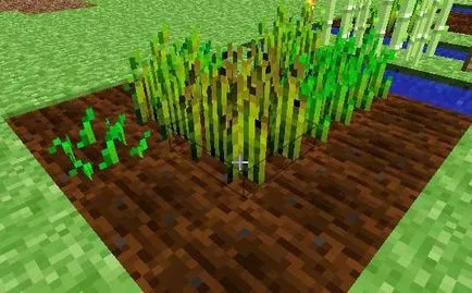 Cum să planteze grâu în maynkrafte și că aceasta are nevoie (de grâu) Cum să planteze grâu în maynkrafte și că aceasta trebuie să
