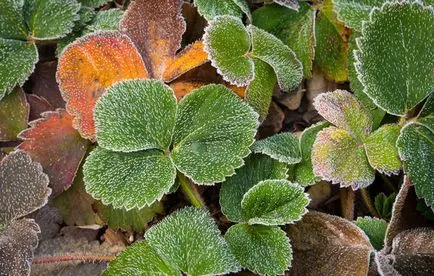 Cum pentru a ajuta plantele după congelare (congelare) Cum pentru a ajuta plantele după îngheț