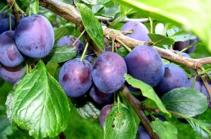 Cum de a planta o prună - cultivarea de prune, de îngrijire de prune (prune) Cum de a planta o prună - în creștere de prune, de îngrijire de prune