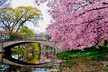 Ca plante Sakura și să crească (să crească) Cum să planteze și să crească sakura