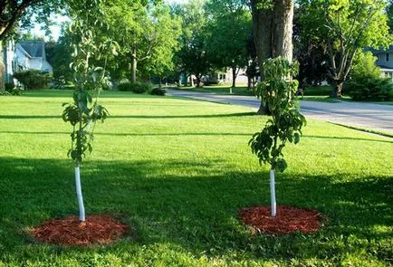 Cum de a planta un măr, și când să aștepte pentru prima recoltă
