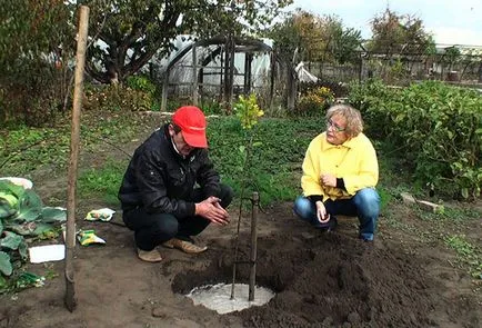 Cum de a planta un măr, și când să aștepte pentru prima recoltă