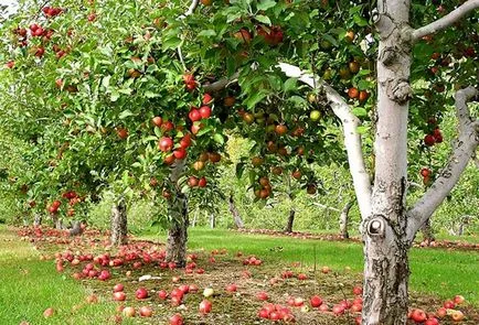 Cum de a planta un măr, și când să aștepte pentru prima recoltă
