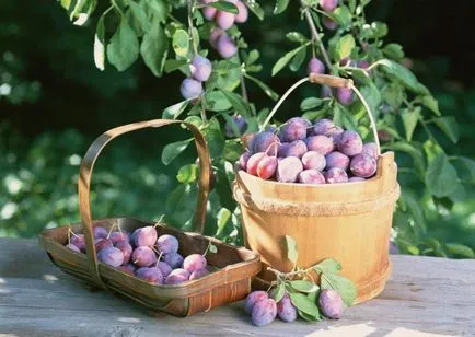 Cum de a planta un prune - prune în creștere, îngrijire de prune (plante) Cum de a planta o prună - în creștere de prune, de îngrijire de prune