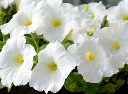 Cum să planteze o cameră de flori