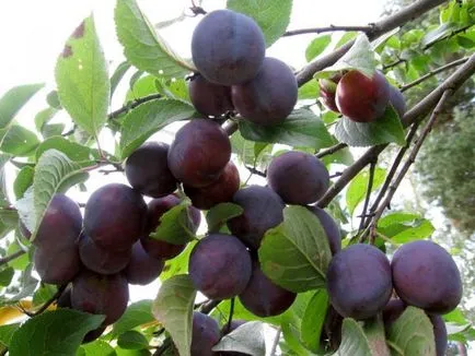 Cum de a planta o prună - cultivarea de prune, de îngrijire de prune (prune) Cum de a planta o prună - în creștere de prune, de îngrijire de prune