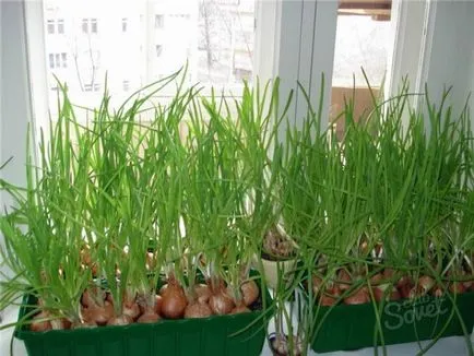 Cum de a planta ceapa pe verdeață