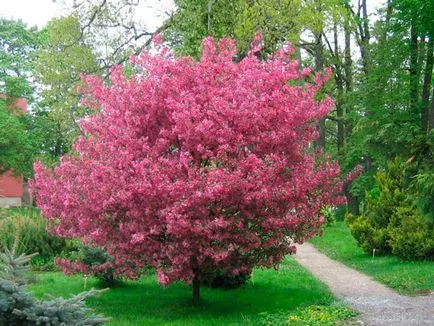 Cum să planteze și să crească (plante Sakura să crească) Sakura Cum să planteze și să crească sakura