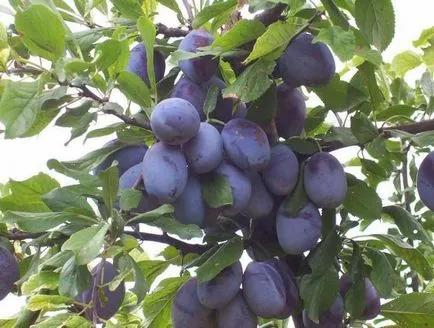 Cum de a planta o prună - cultivarea de prune, de îngrijire de prune (prune) Cum de a planta o prună - în creștere de prune, de îngrijire de prune