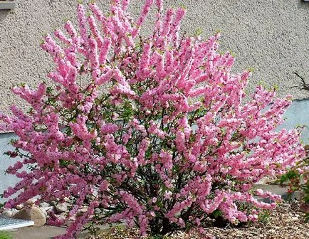Ca plante și să crească Sakura (așa cum a pus Sakura) Cum să planteze și să crească sakura
