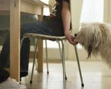 Cum să-și piardă un câine și ce dieta de a alege în acest scop, articolul