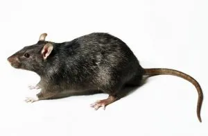 Cum de a prinde o capcană de șobolan în casă cu propriile sale mâini pentru șobolani (casă) Cum de a prinde o capcană de șobolan în casă cu propriile sale mâini pentru șobolani