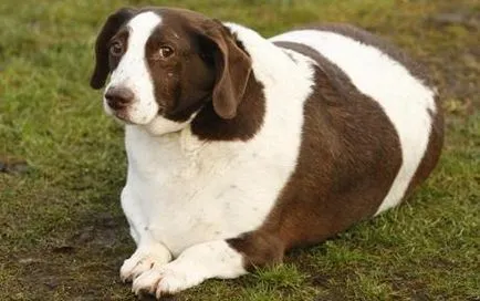 Cum să-și piardă un câine și ce dieta de a alege în acest scop, articolul