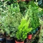 Cum să planteze o cincime din vestul țării, fotografie, zi de vară rezident