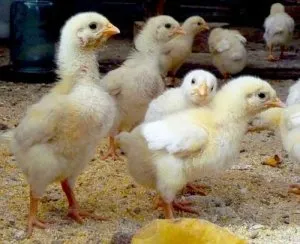 Cum să se hrănească descrierea de broiler rația (dietă) Cum să se hrănească descrierea de broiler rație