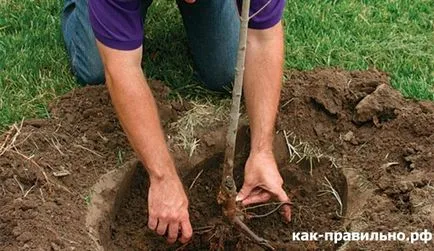 Cum de a planta un copac